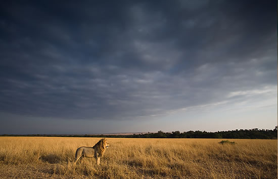 Lion - Masai Mara